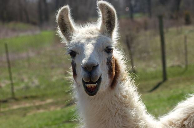 laughing llama